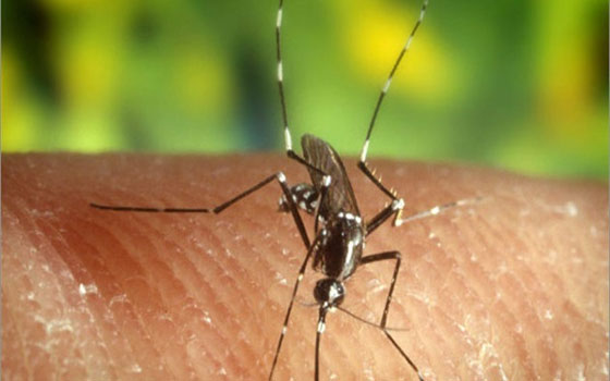   مصر اليوم - حملة لتسليط الضوء على النواقل في اليوم العالمي للصحة