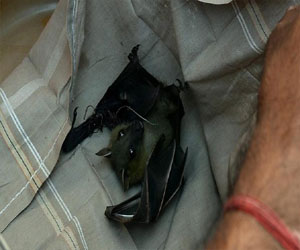 مصر اليوم - ارتفاع الوفيات بمرض إيبولا في غينيا