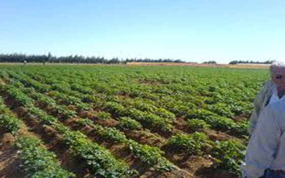   مصر اليوم - تراجع مساحة الأراضي المستصلحة إلى 23 ألف فدان خلال العام المالي الماضي