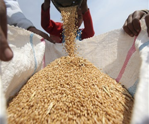   مصر اليوم - السودان تحقّق الإكتفاء الذاتيّ من القمح