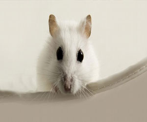   مصر اليوم - حبيبة أميركيّة غيورة تهاجم عشيقة صديقها بالفئران