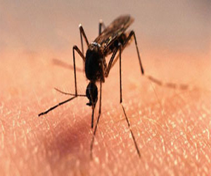   مصر اليوم - الصحة العالمية تدعو للعودة لـالناموسية للوقاية من الأمراض