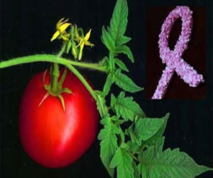 مصر اليوم - الطماطم يقلل من خطر الاصابة بسرطان الثدي لدى النساء