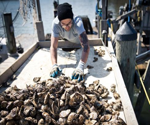   مصر اليوم - المحار مجددًا لانقاذ خليج تشيسابيك