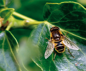   مصر اليوم - دول شمال أوروبا تعاني من نفوق النحل المدجّن