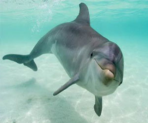   مصر اليوم - رقم قياسي جديد لغطس الحوت ذو منقار دى كوفيه