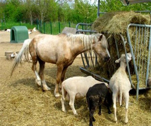   مصر اليوم - اتخاذ الإجراءات اللازمة للتصدي للأمراض التي تنقلها الحيوانات والحشرات للإنسان