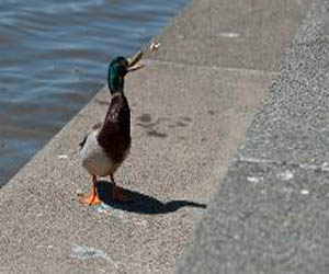   مصر اليوم - ادانة شاب في فرنسا بسبب اصطياده بطة في منطقة سياحية
