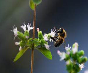  مصر اليوم - النحل ينفق في شمال اوروبا اكثر منه في جنوبها