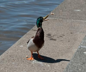   مصر اليوم - إدانة شاب في فرنسا بسبب اصطياده بطة في منطقة سياحية