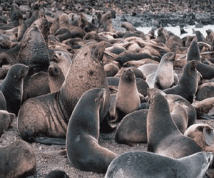   مصر اليوم - التضحية بالفقمة من أجل الحفاظ على المخزون السمكي