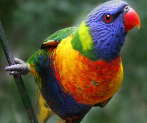   مصر اليوم - حديقة الحيوان في الصين تقدّم علاجًا نفسيًا لببغاء