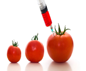   مصر اليوم - جهاز للكشف عن المواد الغذائية المعدلة وراثيا في المنزل