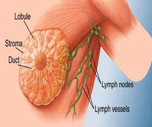   مصر اليوم - الأطعمة الدهنية ترفع مخاطر إصابة سرطان الثدي