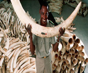   مصر اليوم - بلجيكا تدمر عاجًا مضبوطًا لرفع الوعي بشأن تجارته