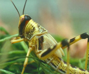   مصر اليوم - مديريّة الزراعة تبيّن خلو البحر الأحمر من الجراد