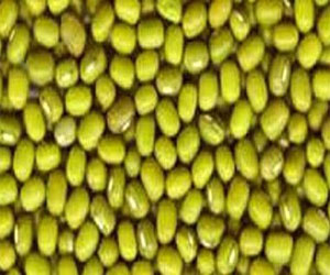   مصر اليوم - فول المونج الصيني يحمي من تعفن الدم