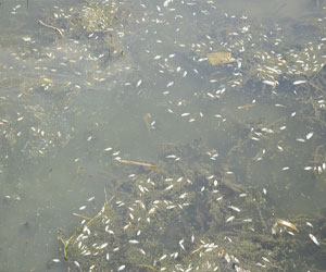   مصر اليوم - حالات تسمم و أسماك نافقة في ترعة الاسماعيليّة