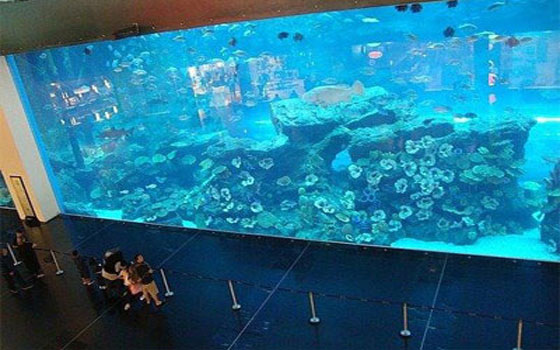   مصر اليوم - دبي أكواريوم وحديقة الحيوانات المائية تأخذك لقلب الصحراء