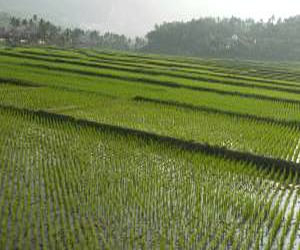   مصر اليوم - زراعة عشرة آلاف فدان أرز بأسماك المبروكة في دمياط