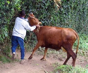 مصر اليوم - حبس متهميّن بسرقة ماشية جيرانهم في سوهاج