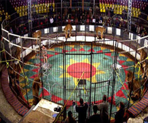   مصر اليوم - إقبال جماهيري على حفلات السيرك القومي في محافظة البحيرة