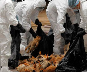 مصر اليوم - 7 وفيات وإصابات بأنفلونزا الطيور جنوب الصين