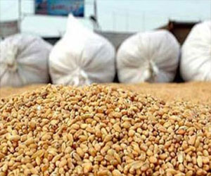   مصر اليوم - مصر تشتري 230 ألف طن قمح من رومانيا وروسيا وأوكرانيا