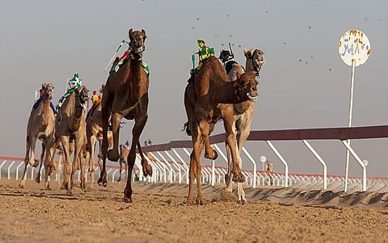   مصر اليوم - الشيخ سلمان الصباح يفتتح بطولة الكويت الـ 14 لسباق الهجن