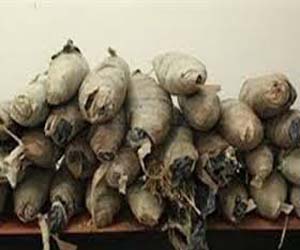 مصر اليوم - توقيف ثلاثة عاطلين وفي حوزتهم 41 لفافة بانجو وأسلحة في بورسعيد