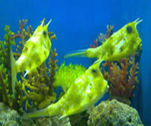   مصر اليوم - ثانى أكسيد الكربون يهدد سلسلة الغذاء البحرية