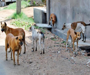   مصر اليوم - إعدام 1815 كلبًا ضالًا في الإسماعيلية