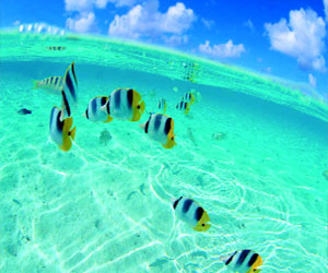   مصر اليوم - دراسة : ثاني أكسيد الكربون يهدد سلسلة الغذاء البحرية