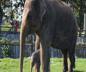   مصر اليوم - القبض على أشخاص لتورطهم في قتل فيلة بأندونسيا