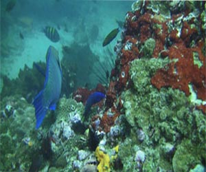   مصر اليوم - التغير في مستويات ثاني أكسيد الكربون يجعل الأسماك أكثر جرأة