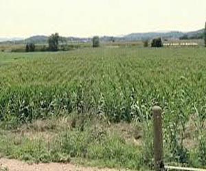   مصر اليوم - البرلمان الفرنسى يصوت لصالح منع زراعة الذرة المعدلة وراثياً في البلاد