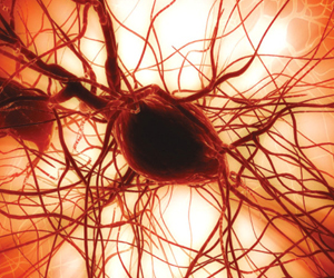   مصر اليوم - تقنية إيرانية جديدة لفصل الخلايا الجذعية من أنسجة الدهون