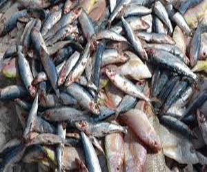 مصر اليوم - ضبط أسماك مدخّنة فاسدة في الإسكندريّة قبل شمّ النسيم