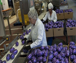   مصر اليوم - تطور شركة الشيكولاتة كادبوري في صنع بيضة عيد الفصح