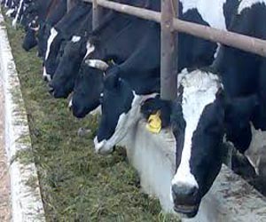   مصر اليوم - تغذية الأبقار ببذور اللفت يخفض مستويات الدهون المشبعة فى الحليب