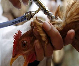   مصر اليوم - كوريا الشمالية تخطر منظمة دولية بظهور أنفلونزا الطيور