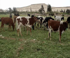   مصر اليوم - إصابة 12 بقرة بالفيوم بمرض البروسيلا