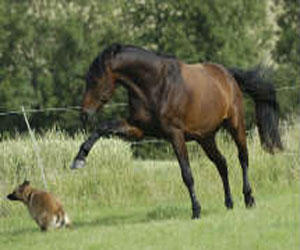   مصر اليوم - إمرأة تقاضي مالك كلب أوقعها عن حصانها