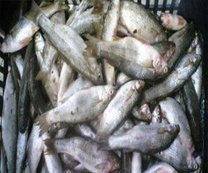   مصر اليوم - ضبط 370 كيلو أسماك غير صالحة للاستخدام في مطروح