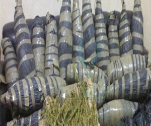   مصر اليوم - توقيف عاطلين وفي حوزتهما أفيون وحشيش في أسيوط