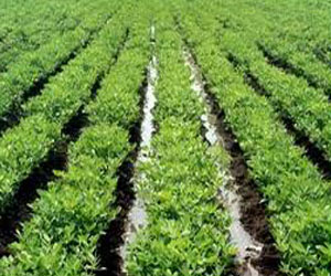   مصر اليوم - أشهر طبق مصري في خطر  66% بعد تراجع  زراعة الفول