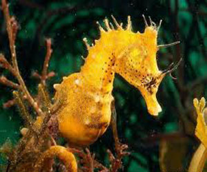   مصر اليوم - ضبط كمية من حيوان حصان البحر المحظور في بورسعيد