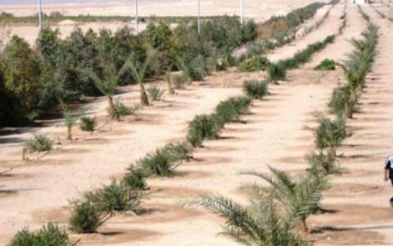  مصر اليوم - توزيع 50 ألف شتلة زيتون وإنشاء 20 حقلاً استرشاديًا للشعير في مرسى مطروح