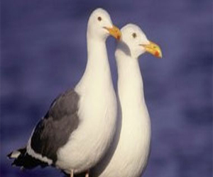   مصر اليوم - طيور النورس تتسبب فى تأخير رحلة شركة طومسون لشرم الشيخ