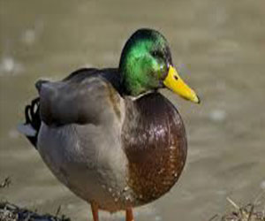   مصر اليوم - شاب يقود بطتين يسير بهما في جنوب لندن